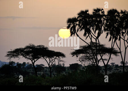 Misty sunrise zwischen doum Palmen und Akazien, Samburu Game Reserve, Kenia Stockfoto