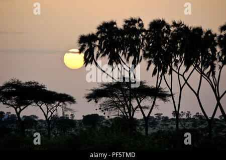 Misty sunrise zwischen doum Palmen und Akazien, Samburu Game Reserve, Kenia Stockfoto