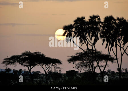 Misty sunrise zwischen doum Palmen und Akazien, Samburu Game Reserve, Kenia Stockfoto