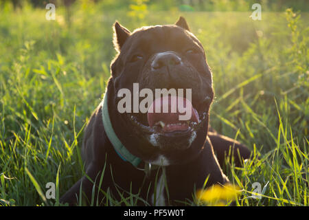 Männliche schwarze purebreeded Cane Corso mit kupierten Ohren im Gras liegend Stockfoto