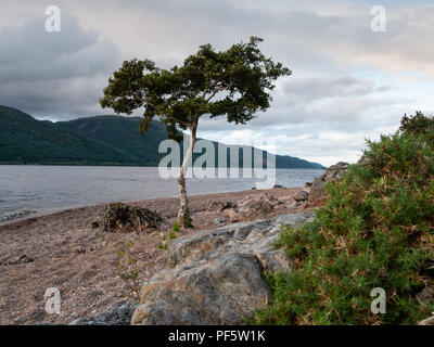 Einsamer Baum an einem Strand am Ufer des Loch Ness, Schottland, Großbritannien Stockfoto