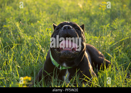 Hitzschlag in einen Hund. Männliche schwarze purebreeded Cane Corso mit kupierten Ohren im Gras liegen und versuchen, sich selbst durch seinen Atem zu kühlen Stockfoto