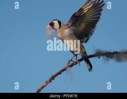 Europäische Stieglitz, Carduelis carduelis, sammeln Wolle aus dornbusch für Nesting Material, Lancashire, Großbritannien Stockfoto