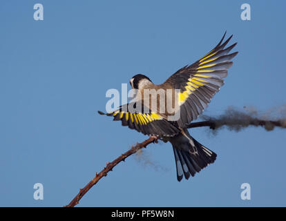 Europäische Stieglitz, Carduelis carduelis, sammeln Wolle aus dornbusch für Nesting Material, Lancashire, Großbritannien Stockfoto