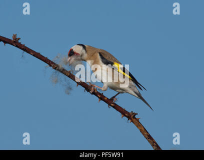 Europäische Stieglitz, Carduelis carduelis, sammeln Wolle aus dornbusch für Nesting Material, Lancashire, Großbritannien Stockfoto