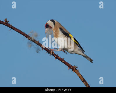 Europäische Stieglitz, Carduelis carduelis, sammeln Wolle aus dornbusch für Nesting Material, Lancashire, Großbritannien Stockfoto