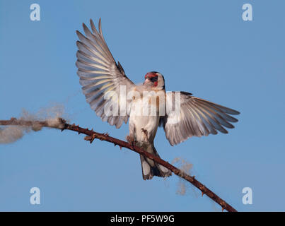 Europäische Stieglitz, Carduelis carduelis, sammeln Wolle aus dornbusch für Nesting Material, Lancashire, Großbritannien Stockfoto
