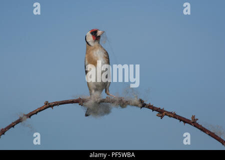 Europäische Stieglitz, Carduelis carduelis, sammeln Wolle aus dornbusch für Nesting Material, Lancashire, Großbritannien Stockfoto