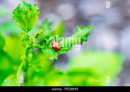 Marienkäfer, Marienkäfer Käfer, Coccinella magnifica, auf einem stieg von Sharon Werk in Wichita, Kansas, USA. Stockfoto