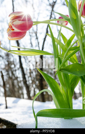 Tulip Blumen im Frühjahr mit einer Sonne über Blütenblatt. Stockfoto