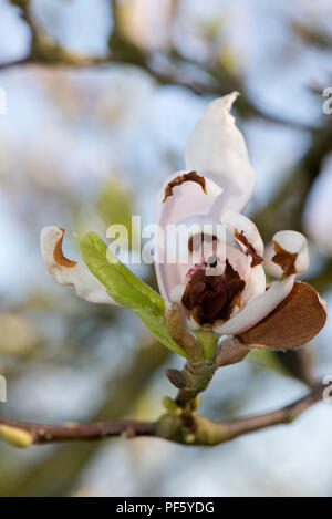 Dunkle Nekrose durch Kälte Schäden an der Blütenblätter und die Struktur der Magnolia x Soulangeana, Berkshire, April 2018 verursacht Stockfoto