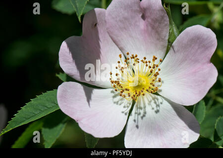 Dog Rose, Rosa Canina, Blush Pink Flower auf Hecke Kletterpflanze im Frühsommer, Berkshire, Juni Stockfoto