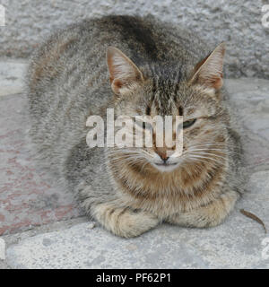 Zufriedene Katze in Kotor, Montenegro. Die Altstadt ist voller Katzen, die geliebt und respektiert werden (meistens) in der Bevölkerung. Die Katze hat die Info geworden. Stockfoto