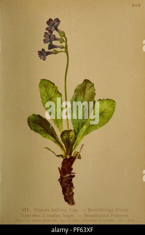 Atlas De La Flora alpine (pl. 311) Stockfoto