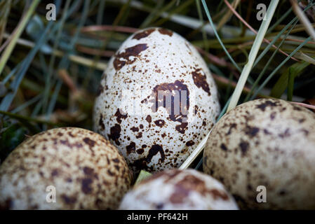 Gemeinsame Wachteleier (Coturnix coturnix) Stockfoto