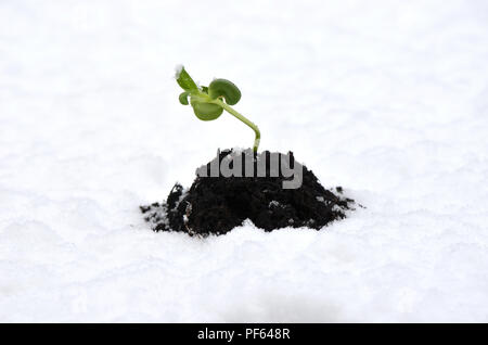 Neue grüne Pflanze, die aus Schnee, die ein neues Leben Konzept. Stockfoto