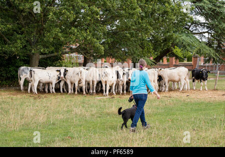 Frau vorbei gehen. Rinder mit einem Hund, England, Großbritannien Stockfoto