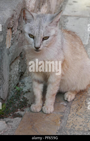 Lokale Katze in Herzeg Novi, Montenegro Stockfoto