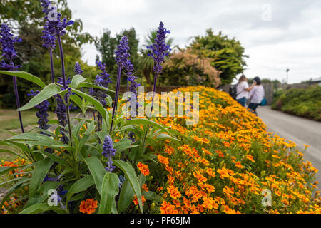 Lila Salivia Farinacea immer unter einer Grenze voller Orangen französische Ringelblume Blumen. Stockfoto