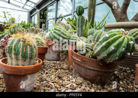 Teracotta Catci wächst in Töpfen in einer Kiesgrube. Stockfoto