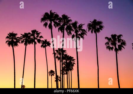 Palm Tree Silhouetten auf Pastell sky Stockfoto