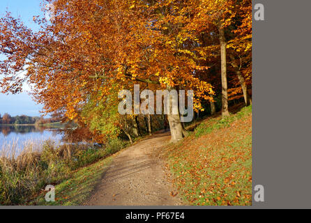 Herbst auf dem Gelände von Blenheim Palace, Großbritannien Stockfoto