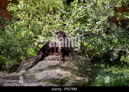 Eurasische Fischotter. Braun Otter von der Kamera entfernt. Otter auf einem Felsen in der Wüste freuen. Stockfoto