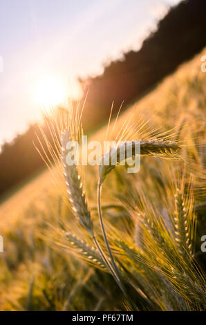 Paar Weizenähren, die aus reifen Weizenfeld im Sommer Abend. Stockfoto