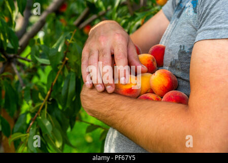 Frische Pfirsiche in männlichen Händen Stockfoto