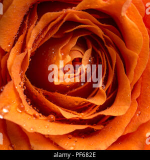 Nahaufnahme, Ansicht von oben der funkelnden Tautropfen oder Regentropfen auf die Blütenblätter einer orange Rose in einer Liebe, Romantik, Valentinstag oder Geburtstag. Stockfoto