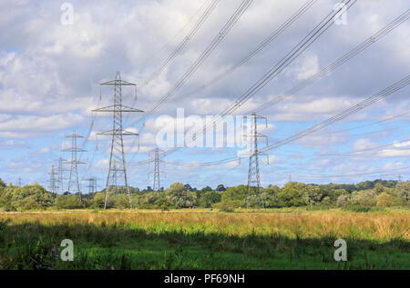 Strommasten durch ein Feld mit Kühen in der Unteren Test Sümpfe, ein Naturschutzgebiet zwischen Totton und Redbridge, Southampton, Hampshire, Großbritannien Stockfoto