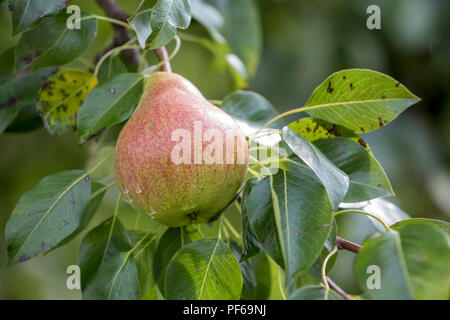 Nahaufnahme der isolierten wunderschöne grüne Birne mit Tautropfen hängenden Reifen auf Baum mit grünen Blättern beleuchtet durch helle Sommer Sonne auf blurre Stockfoto