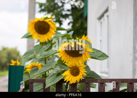 In der Nähe der großen hellen goldgelb blühende Sonnenblumen Leuchten von Sun bei niedrigen Eisen Zaun auf unscharfen White House, grünen Bäumen und Straße Hintergrund. Das Stockfoto