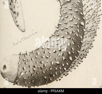 "Die natürliche Geschichte der viele Neugierige und gelegentlich zoophytes: gesammelt... durch den späten John Ellis... Systematisch angeordnet und durch die späte Daniel Solander beschrieben.." (1786) Stockfoto