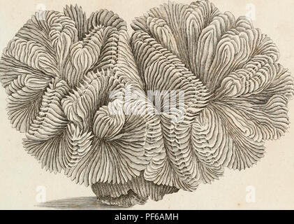 "Die natürliche Geschichte der viele Neugierige und gelegentlich zoophytes: gesammelt... durch den späten John Ellis... Systematisch angeordnet und durch die späte Daniel Solander beschrieben.." (1786) Stockfoto