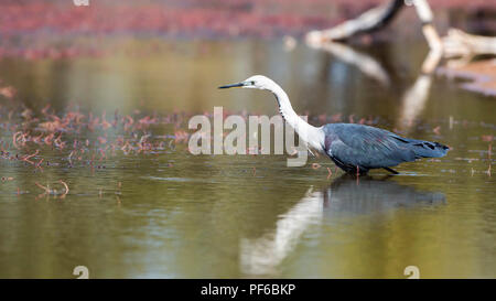 Weiß-necked Graureiher (Ardea Pacifica) Stockfoto