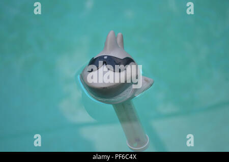Einzigartige Outdoor Foto Whimsical schwimmenden Hai in coole schwarze Sonnenbrille Schwimmbad Thermometer Float Messskala Gerät sonnigen Tag Wasser Stockfoto