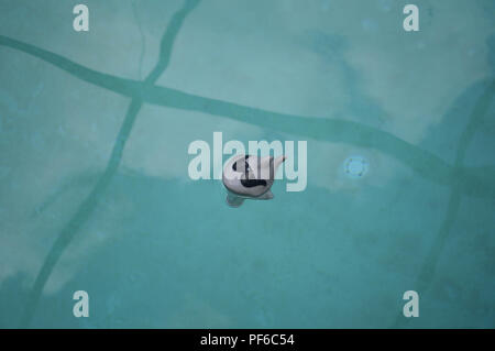 Sonne verblichen niedlichen alten schwimmenden Spaß Cartoon Hai schwarz Sonnenbrille Schwimmbad Thermometer Messgerät Schwimmer Mark Ende Sommer Wasser Reflexionen Stockfoto