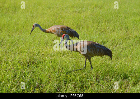 Vogelbeobachtung Kanadakraniche in Florida Stockfoto