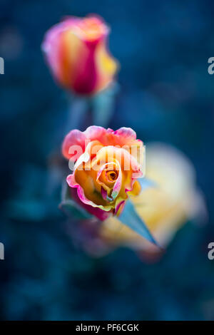 Blühende rosa und gelbe Rose in der Nähe von Sunset in botanischen Gärten Stockfoto