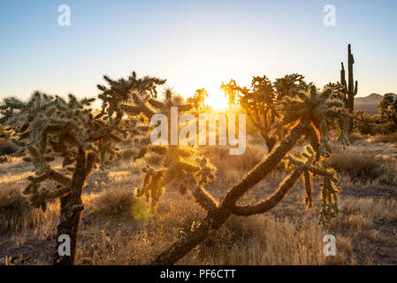 Lost Dutchman State Park ist ein 320 ha (129 ha) State Park in der Nähe von den Superstition Mountains in Arizona, USA, benannt nach dem D verloren Stockfoto