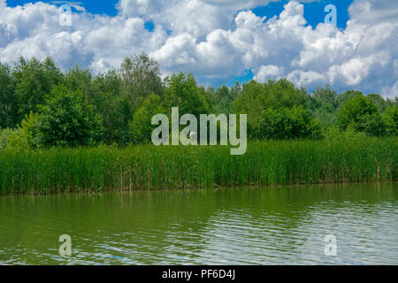Die weißen Reiher fliegt hoch über dem Schilf auf einem Hintergrund von grüner Vegetation, blauer Himmel und weiße Wolken. Stockfoto