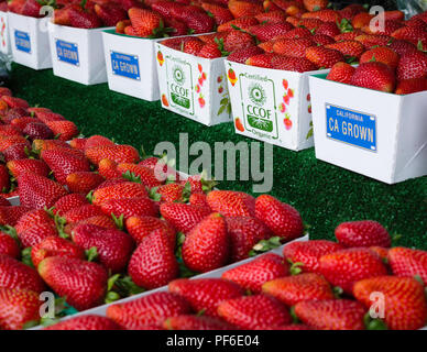 Sie konnte diese tatsächlich aus ca. 5 Meter Entfernung. Ich konnte sie alle gegessen haben! Stockfoto