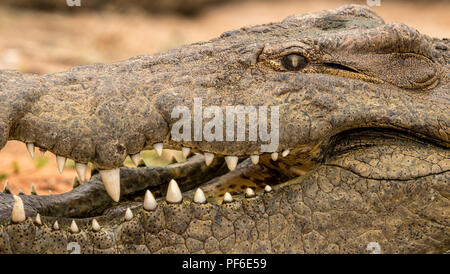 Nahaufnahme der ein Krokodil mit offenen Mund und Zähne. Diese croc lebt in einer Farm und ist ein Züchter zu Babys für Fleisch und Haut in South afric. Stockfoto