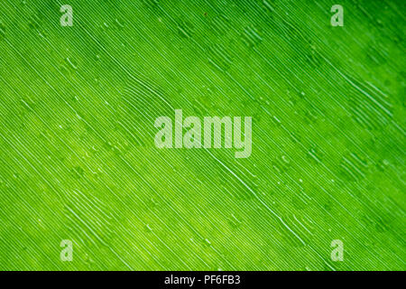 Nahaufnahme Banana leaf Textur mit Wassertropfen Stockfoto