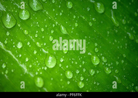 Wassertropfen auf grünes Blatt Stockfoto