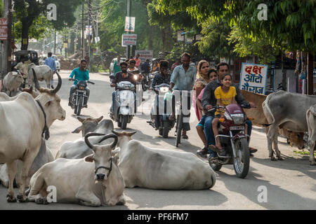 Vieh blockieren die Straßen als Menschen auf Motorrädern Webart Vergangenheit in Udaipur, Rajasthan, Indien Stockfoto