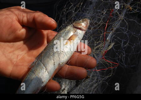 Tiere, Insekten, Fische und Vögel, Nepal Stockfoto