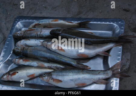 Tiere, Insekten, Fische und Vögel, Nepal Stockfoto