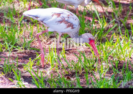 Wilde Kinder American White Ibis (Eudocimus albus) Suchen nach Nahrung. Stockfoto